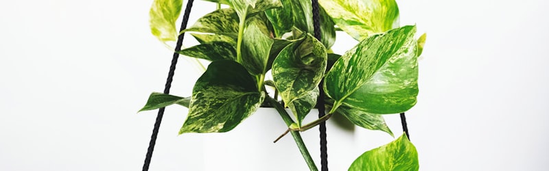 欧冠比赛现场，球迷挥舞旗帜营造热烈氛围